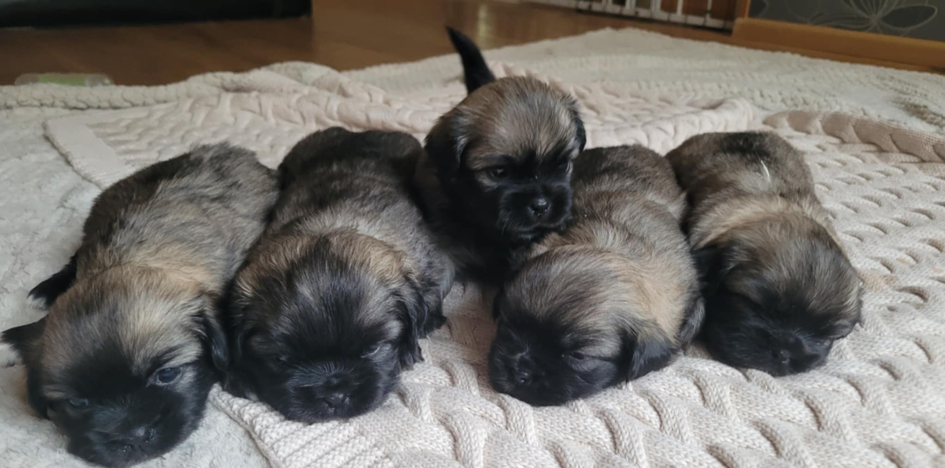 S Litter